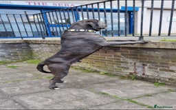 Cane Corso dogs for stud: 60kg Cane-corso stud - Image 1