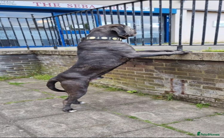 Cane Corso dogs - Advert 2