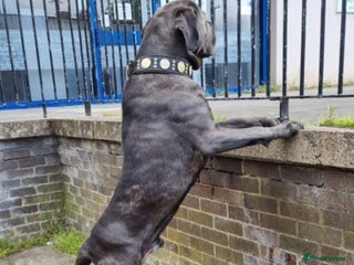 Cane Corso dogs - Advert 34
