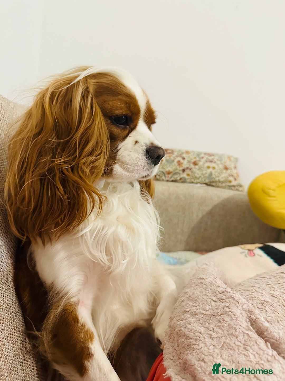 Cavalier King Charles Spaniel dogs for sale: Looking to Rehome my beloved girls. - Image 10