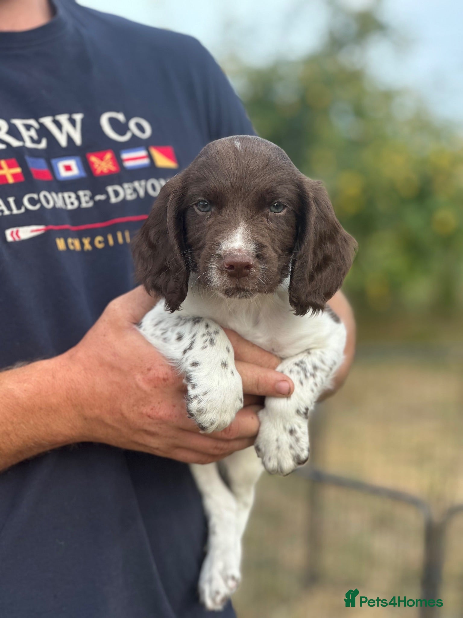 English Springer Spaniel dogs 7 gorgeous working springer spaniels  - Advert 6