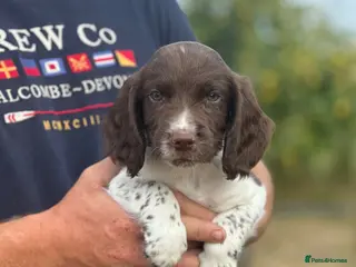 English Springer Spaniel dogs 4 gorgeous working springer spaniels - Advert 9