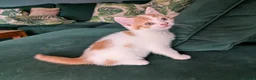 Mixed Breed cats for sale: Beautiful kittens for sale. - Advert 2