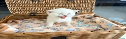 British Shorthair cats for sale: Cuteness Overload Alert! British Shorthair Kittens in Kettering - Advert 22