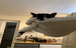 British Longhair cats for sale: Meet Tinca - Image 15