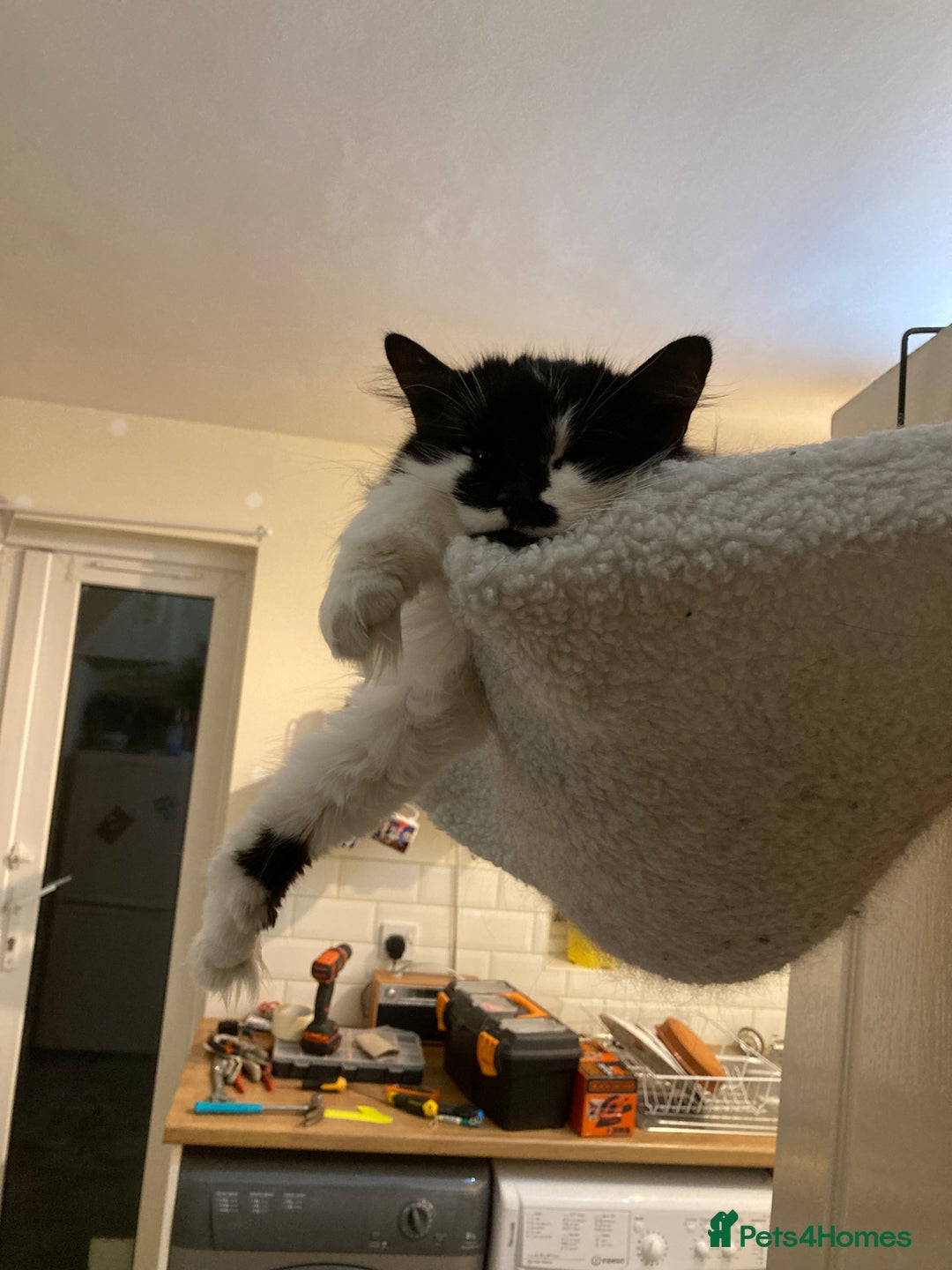 British Longhair cats for sale: Meet Tinca - Image 15