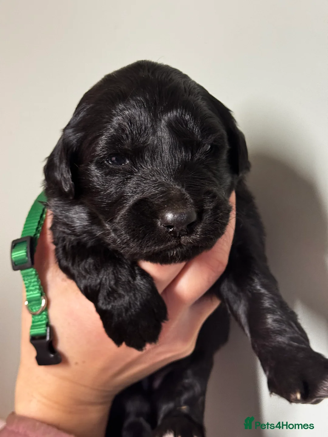 Mixed Breed dogs for sale: ⭐️ golden shepherd ⭐️ - Advert 5