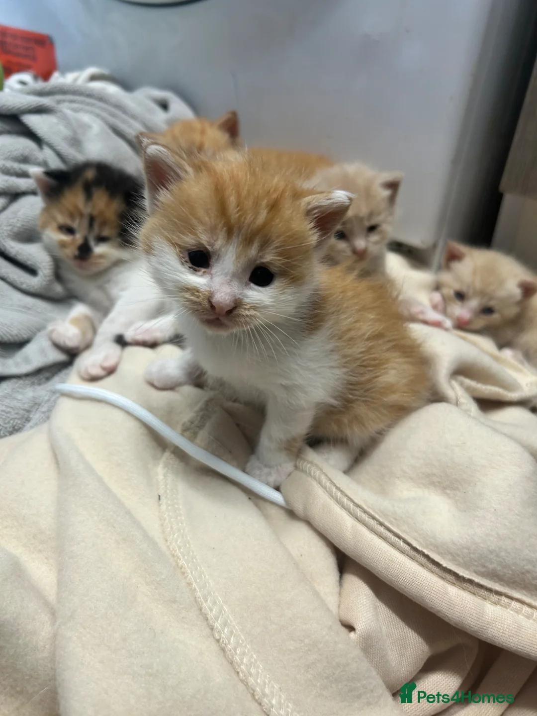 Maine Coon cats for sale: Maine coon cross  in Trowbridge - Advert 7