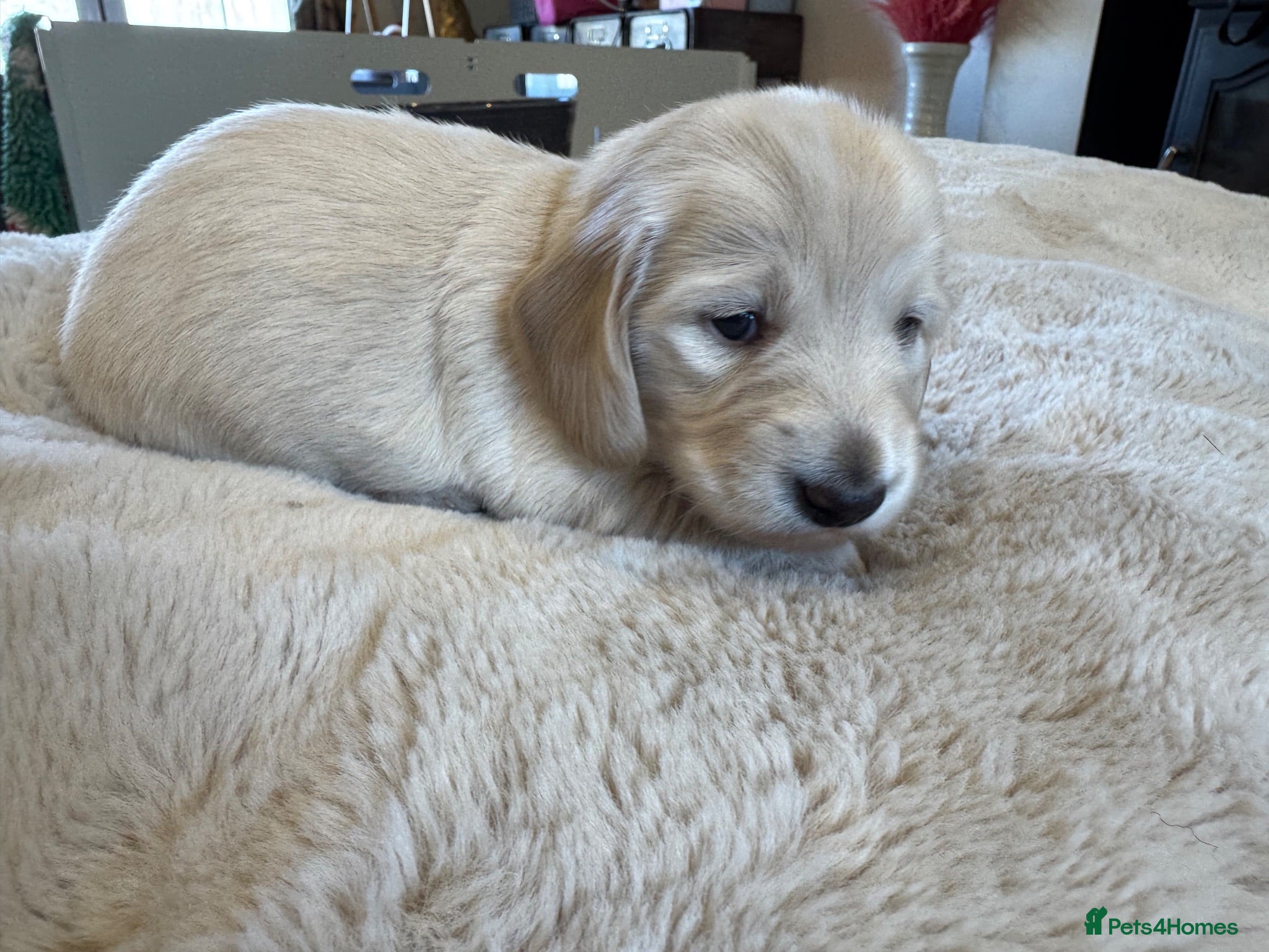 Miniature Dachshund dogs KC Registered Cream Long Haired Mini Dachshunds - Advert 17