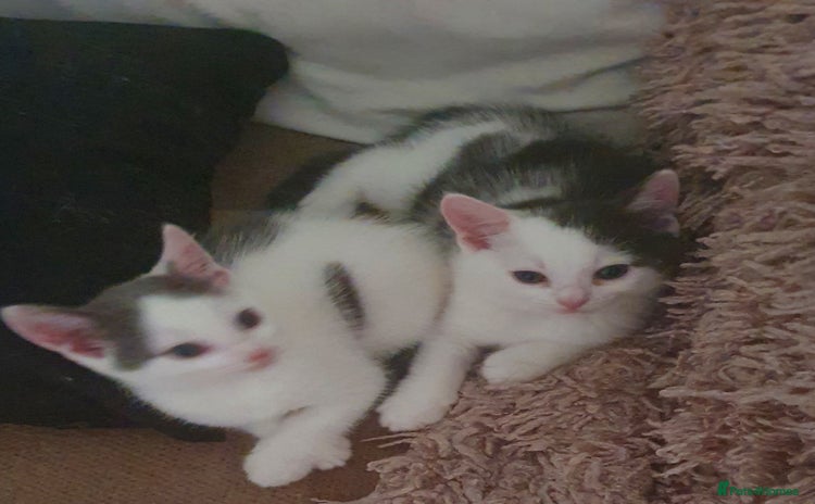 Mixed Breed cats - Advert 11
