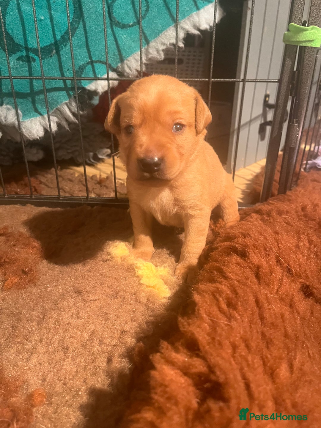 Labrador Retriever dogs for sale: Extensively Health tested Red fox Labradors 🧡 - Advert 27