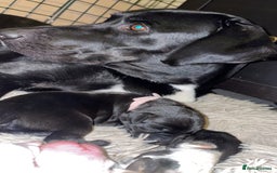 Mixed Breed dogs for sale: Pointerdor puppies  - Image 2