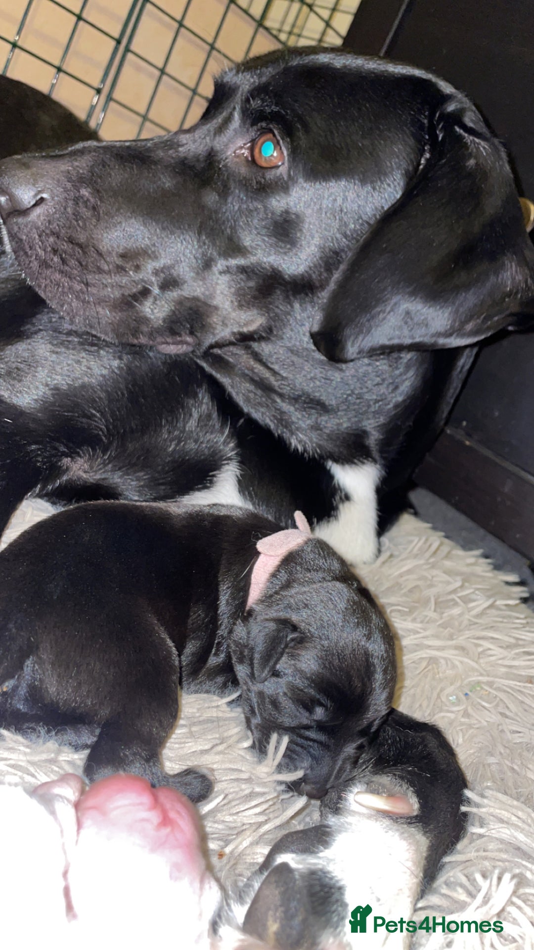 Mixed Breed dogs for sale: Pointerdor puppies  - Image 2