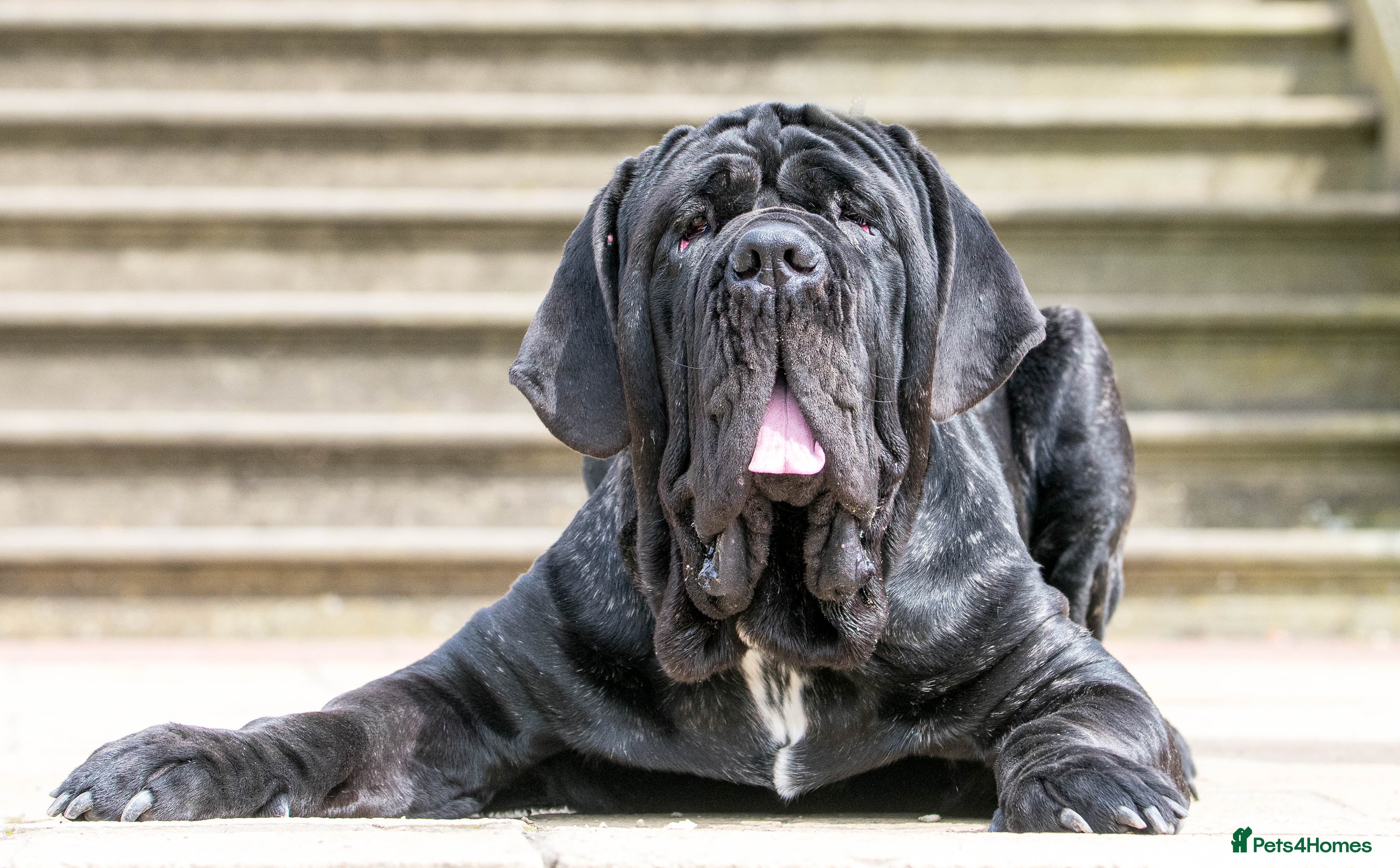 Neapolitan Mastiff dogs Neapolitan mastiff stud  - Advert 1