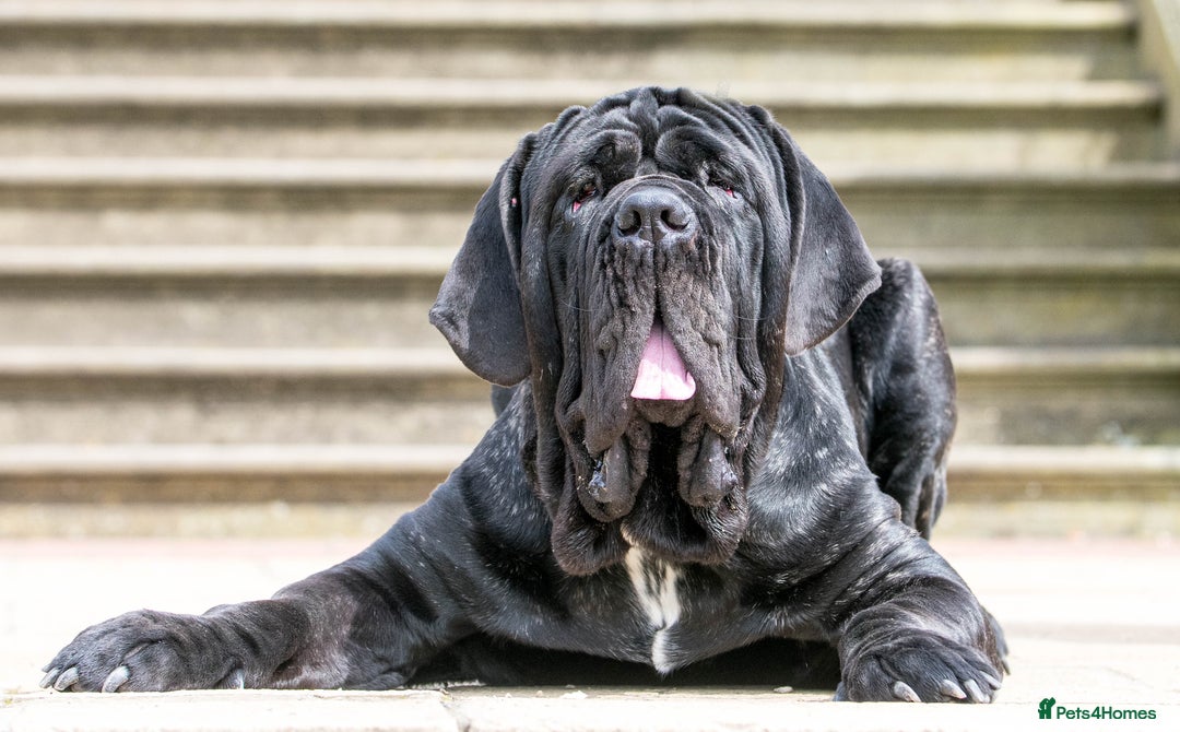 Neapolitan Mastiff dogs for stud: Neapolitan mastiff stud  - Image 5