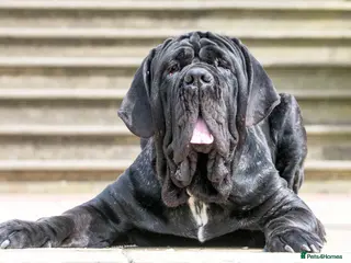 Neapolitan Mastiff dogs for stud: Neapolitan mastiff stud - Advert 2