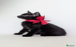 European cats for sale: Magic black kitten READY TO MOVE  - Image 3