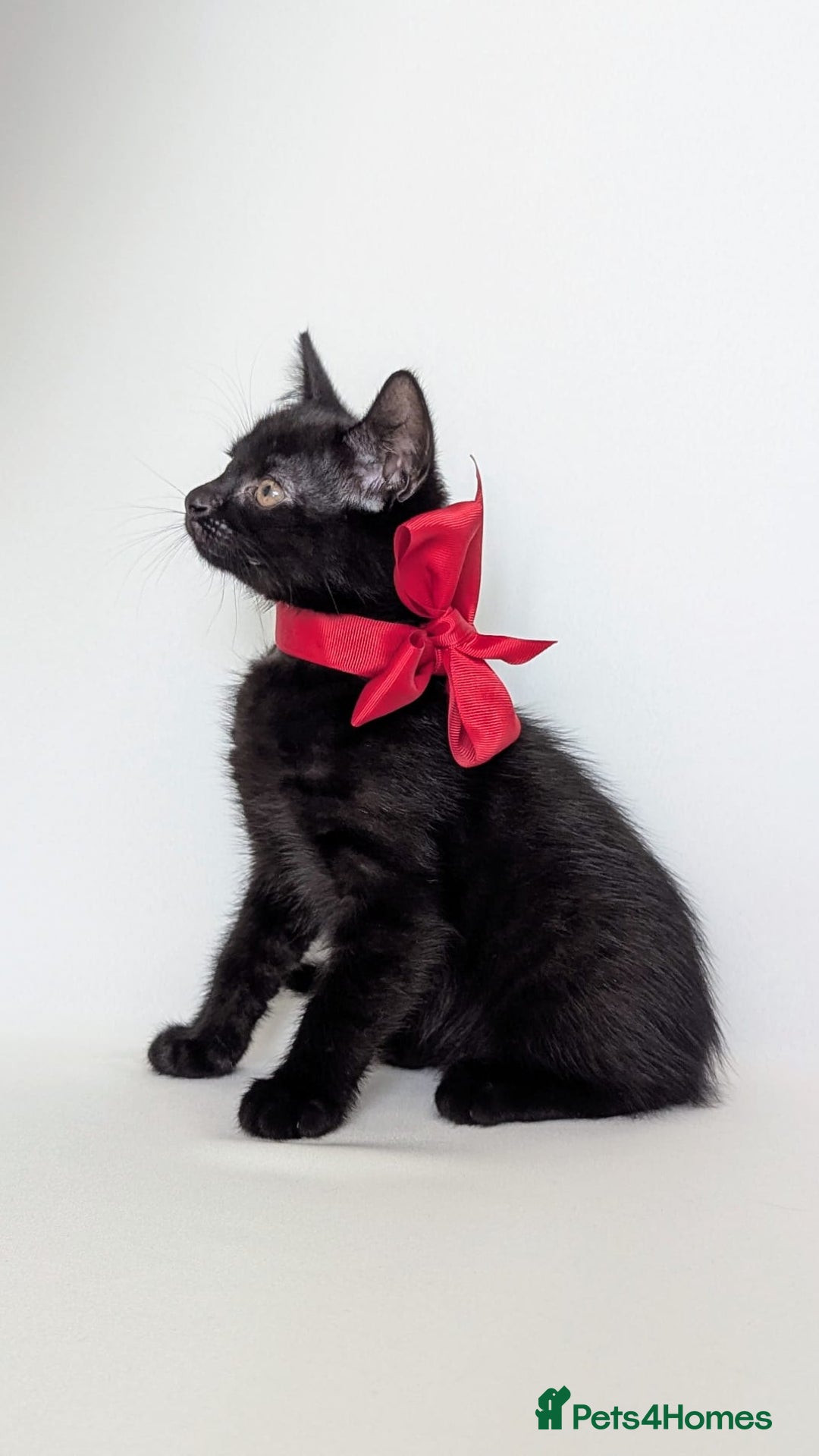 European cats for sale: Magic black kitten READY TO MOVE  - Image 3
