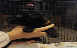 Staffordshire Bull Terrier dogs for sale: *2 left* Stunning Chunky KC Staffy Pups - Image 9