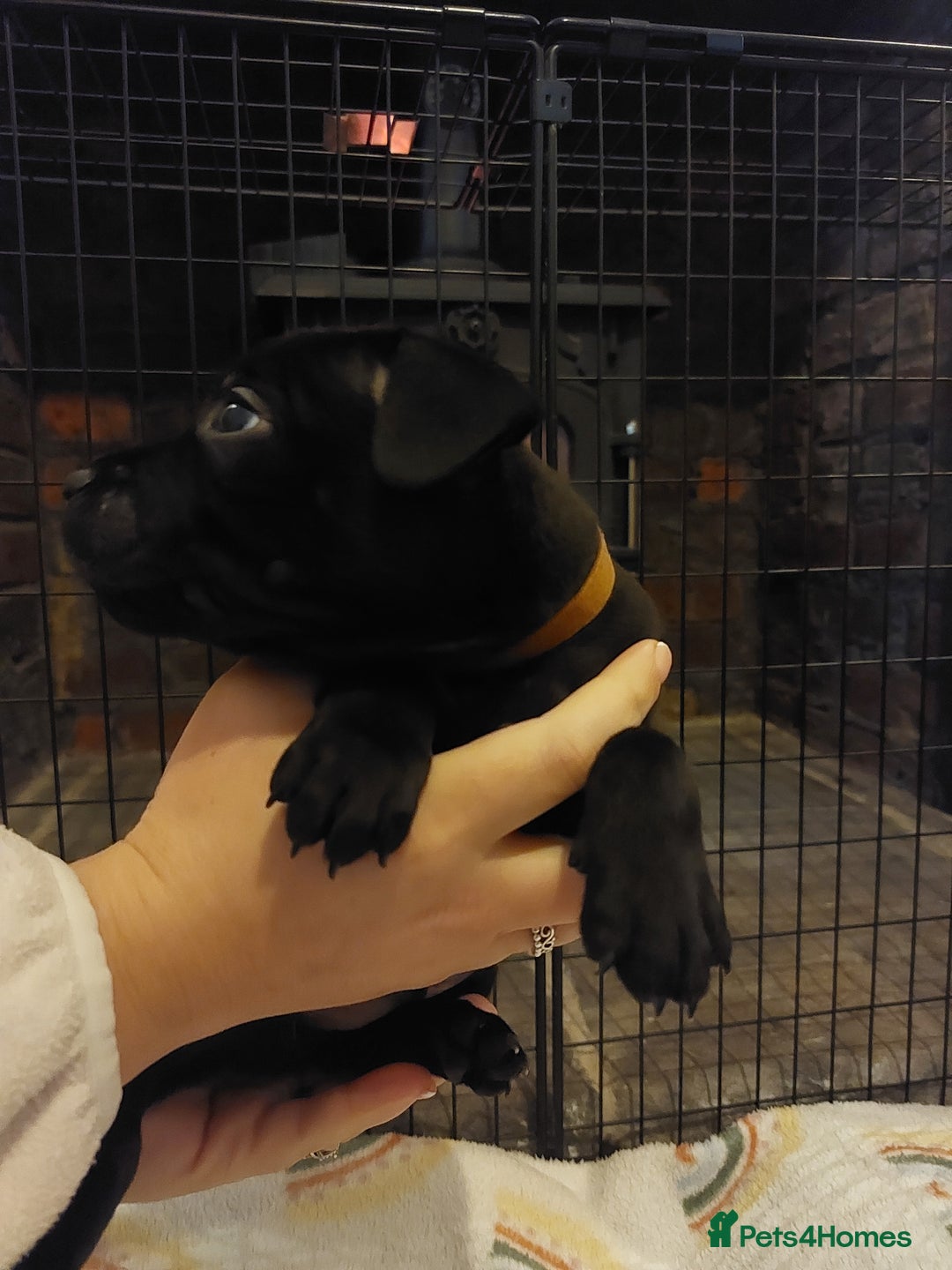 Staffordshire Bull Terrier dogs for sale: *2 left* Stunning Chunky KC Staffy Pups - Image 9