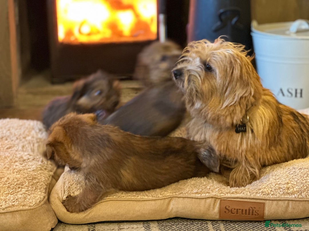 Norfolk Terrier dogs for sale: Stunning kc reg norfolk terrier boys  - Advert 23