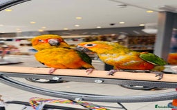 Parrots birds for sale: Parrots  - Image 18