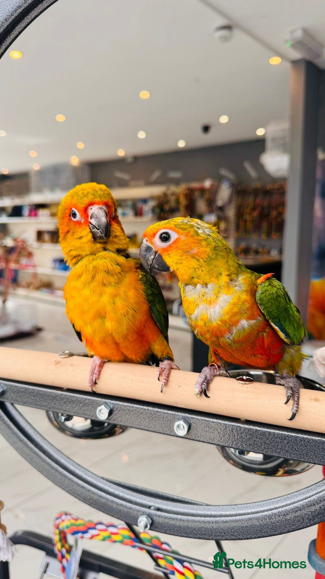 Parrots birds for sale: Parrots  - Image 18