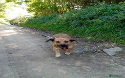 Mixed Breed dogs for adoption: 💖🐶 BONNY 🐶💖 - Image 4
