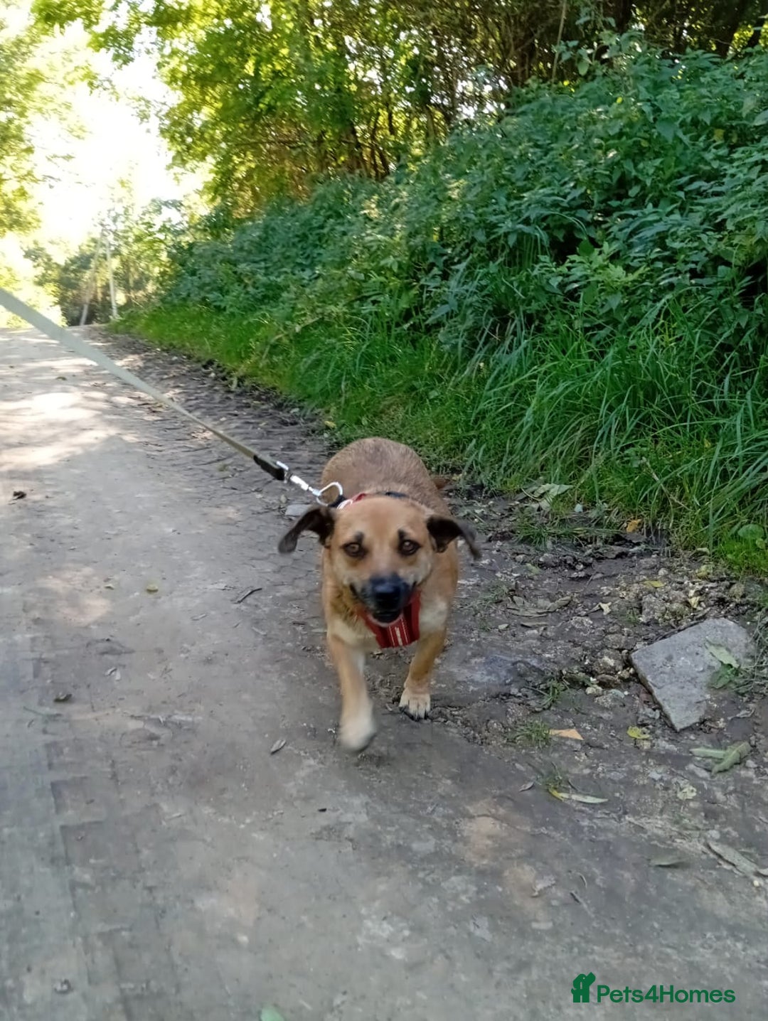 Mixed Breed dogs for adoption: 💖🐶 BONNY 🐶💖 - Image 4