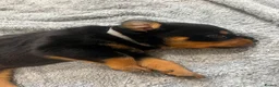 Rottweiler dogs for sale: KC Registered Rottweiler Puppies - Advert 21