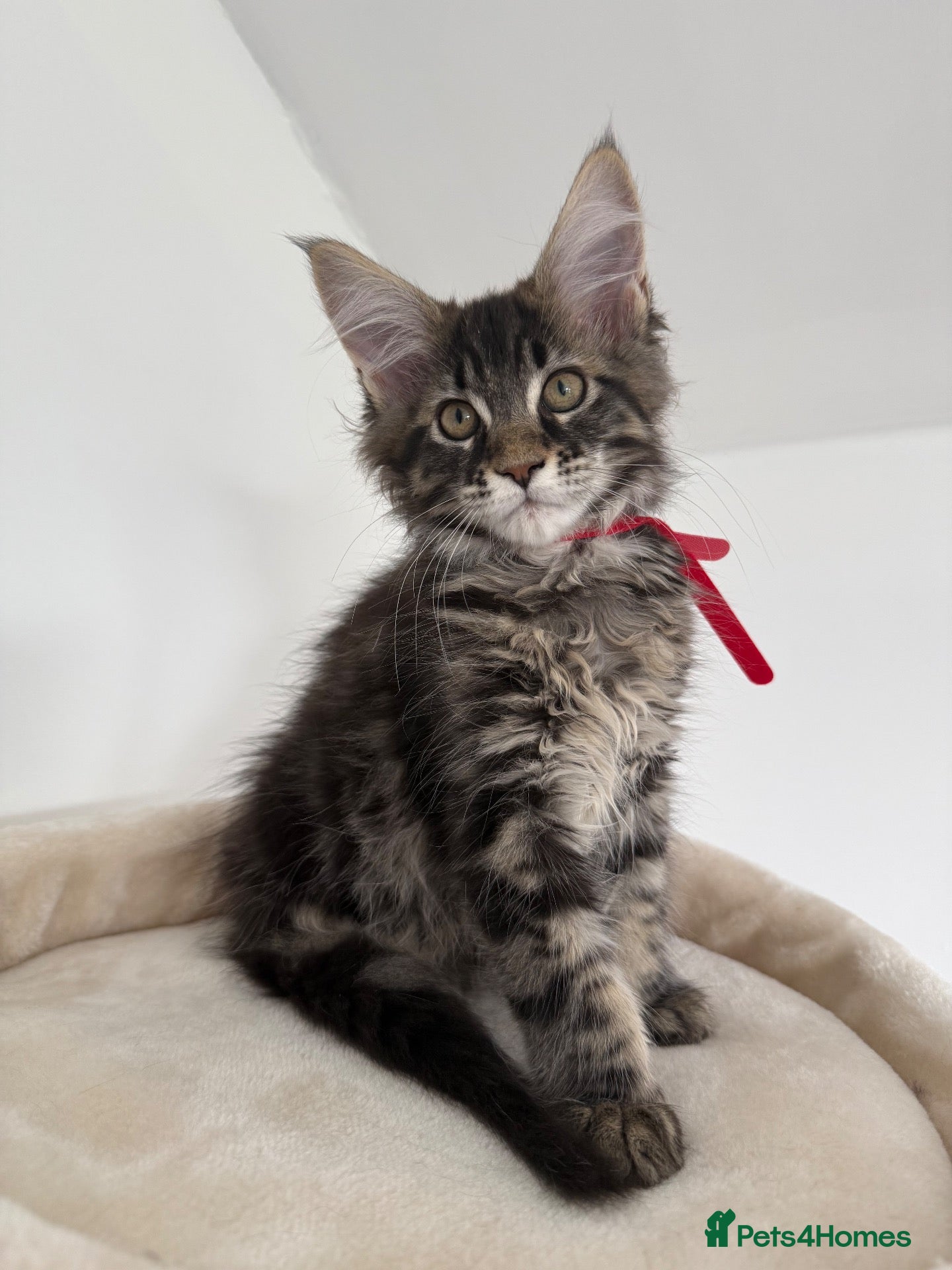 Maine Coon cats XL Russian Cubs 💙 - Advert 3