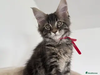 Maine Coon cats XL Russian Cubs 💙 - Advert 3