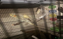 Cockatiels birds for sale: Cockatiels  - Image 1