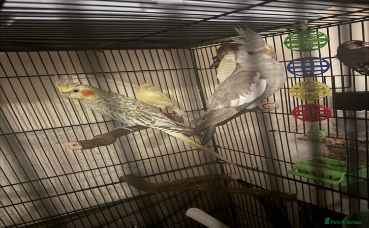 Cockatiels birds - Advert 1