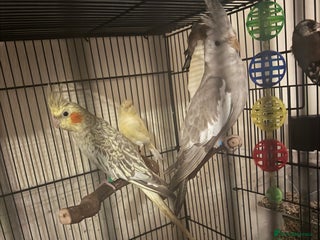 Cockatiels birds - Advert 12