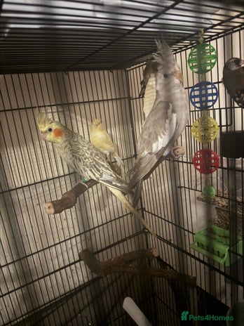 Cockatiels birds - Advert 2