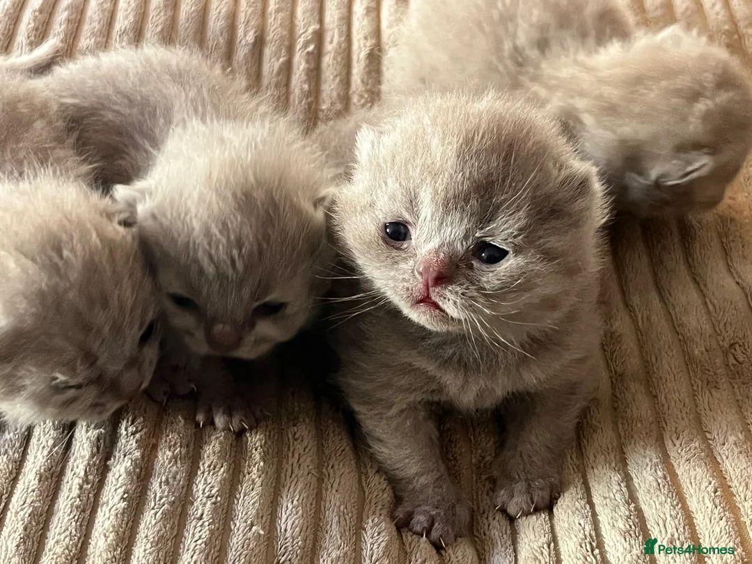British Shorthair cats for sale: GCCF Champion British Shorthairs - Advert 2