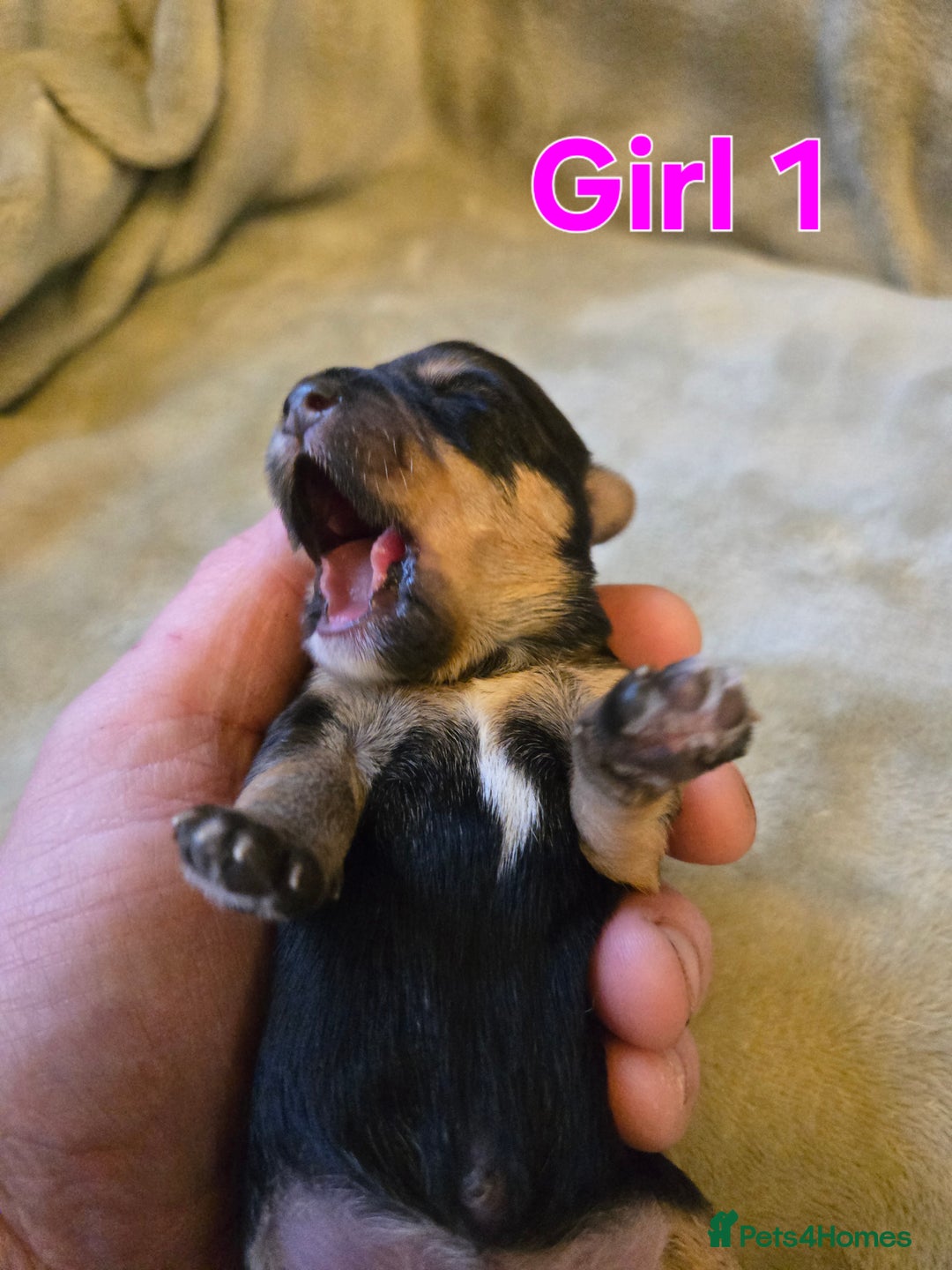 Yorkshire Terrier dogs for sale: Beautiful Miniature Yorkshire Terrier Puppies - Advert 7