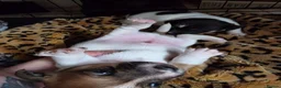Jack Russell dogs for sale: Two beautiful boys  in Clitheroe - Advert 7