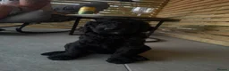 Labradoodle dogs for sale: Multi gen labradoodle x standard poodle puppies  - Advert 10