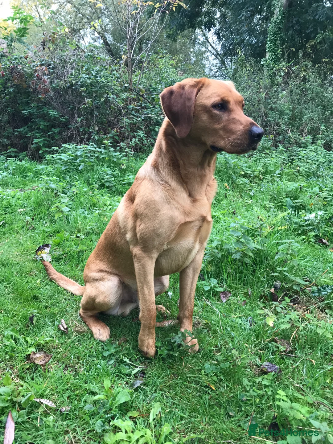 Labrador Retriever dogs for stud: Fully health tested Fox Red Labrador For Stud in Tewkesbury - Advert 8