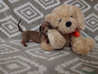 Miniature Dachshund dogs Beautiful girl, miniature dachshund - Advert 11