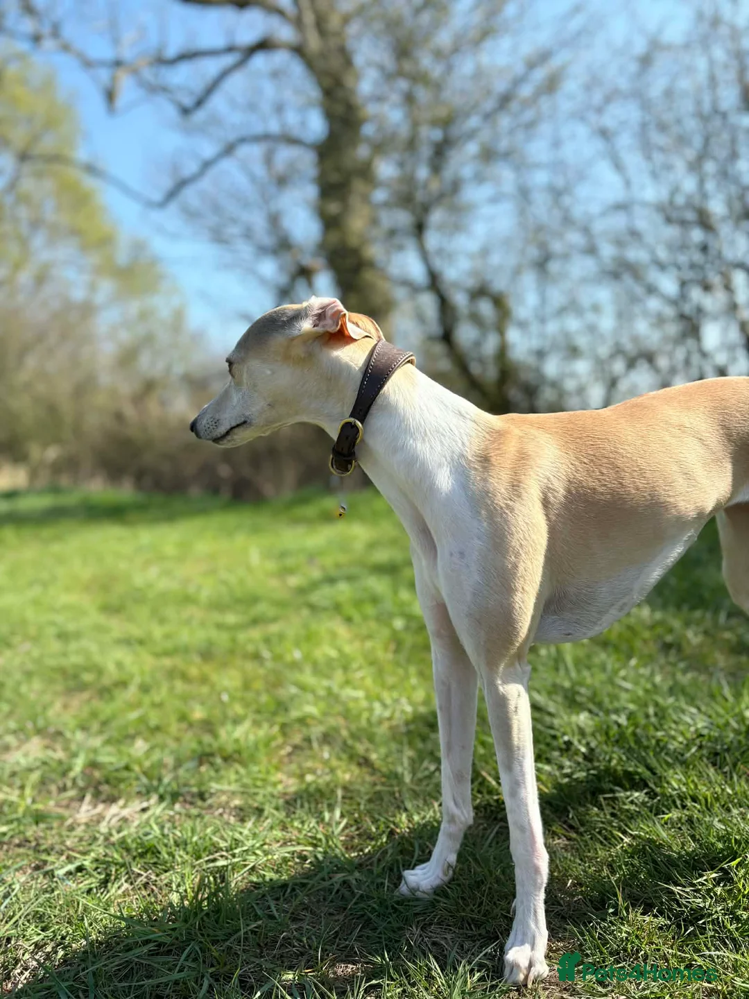 Whippet dogs for sale: KC whippet puppies - Advert 8