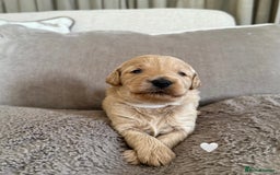 Australian Labradoodle dogs for sale: 🌟 Australian Labradoodle Puppies 🌟 - Image 1