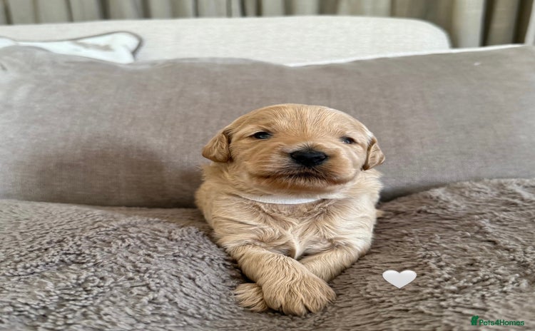 Australian Labradoodle dogs - Advert 10