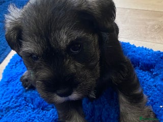 Miniature Schnauzer dogs Miniature Schnauzer Puppies - Advert 4