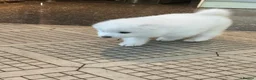 Samoyed dogs for sale:     Adorable Samoyed Puppies Looking for 5★ Homes - Advert 39