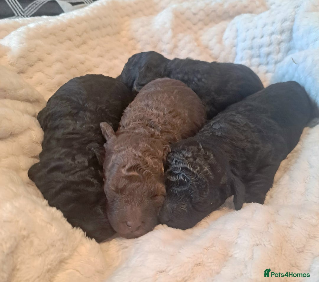 Toy Poodle dogs for sale: One Kc phantom toy poodle left- ready now!  - Advert 18