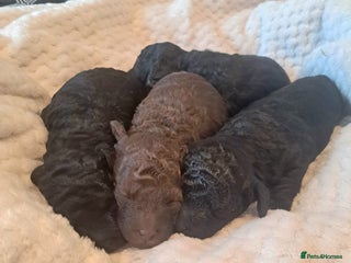 Toy Poodle dogs - Advert 2