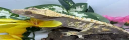 Gecko reptiles for sale: Crested Gecko Collection for sale  - Advert 12